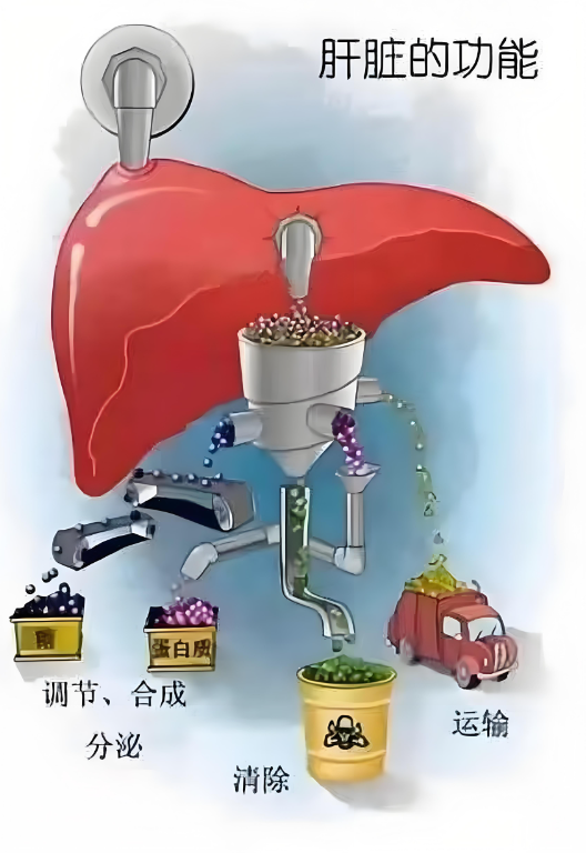 肝脏是如何过滤血液垃圾的