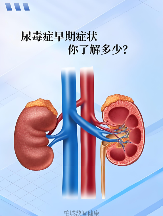 尿毒症:当肾脏“罢工”后,身体发生了什么