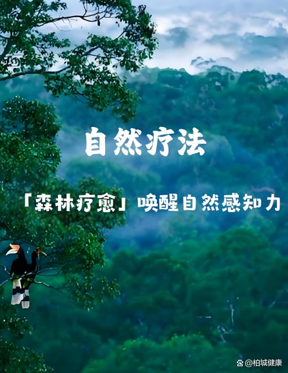 森林康养：亚健康人群的自然疗愈良方