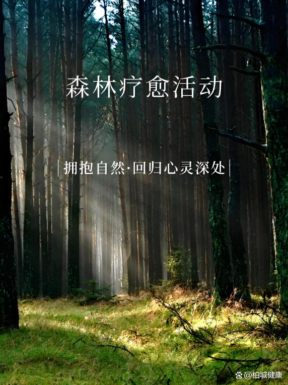 森林养生：走进大自然的身心疗愈之旅
